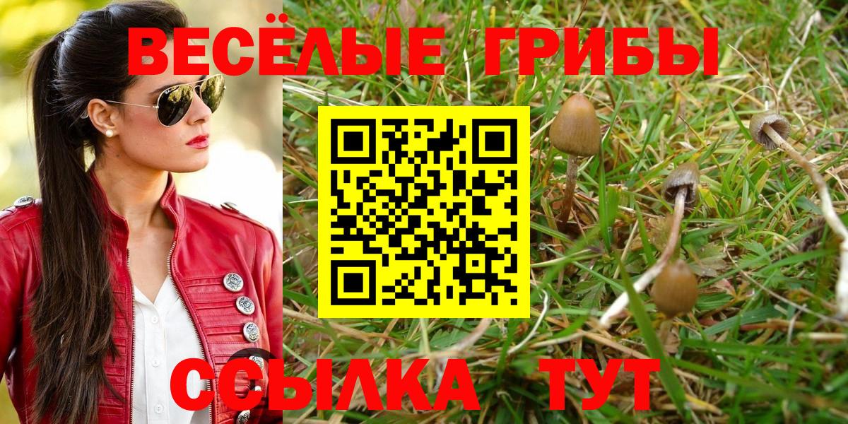 Псилоцибиновые грибы Psilocybe Краснодар